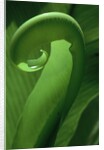 Young Fern Frond Uncurls by Anonymous