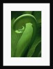 Young Fern Frond Uncurls by Anonymous