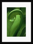 Young Fern Frond Uncurls by Anonymous