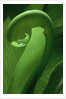 Young Fern Frond Uncurls by Anonymous