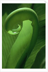 Young Fern Frond Uncurls by Anonymous