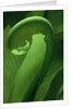 Young Fern Frond Uncurls by Anonymous