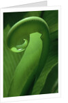 Young Fern Frond Uncurls by Anonymous