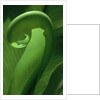 Young Fern Frond Uncurls by Anonymous