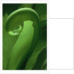 Young Fern Frond Uncurls by Anonymous