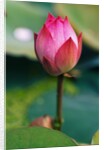 Lotus Flower by Anonymous