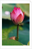 Lotus Flower by Anonymous