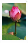 Lotus Flower by Anonymous