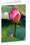 Lotus Flower by Anonymous