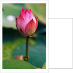 Lotus Flower by Anonymous