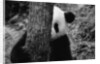 Panda Behind a Tree by Anonymous