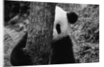Panda Behind a Tree by Anonymous