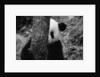 Panda Behind a Tree by Anonymous