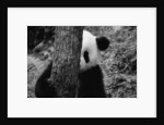 Panda Behind a Tree by Anonymous