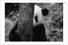 Panda Behind a Tree by Anonymous