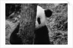 Panda Behind a Tree by Anonymous