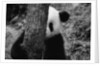 Panda Behind a Tree by Anonymous