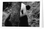 Panda Behind a Tree by Anonymous