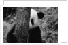 Panda Behind a Tree by Anonymous