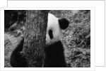Panda Behind a Tree by Anonymous
