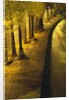 Trees Along the Seine River at Night by Anonymous