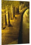 Trees Along the Seine River at Night by Anonymous