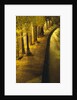 Trees Along the Seine River at Night by Anonymous
