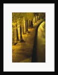Trees Along the Seine River at Night by Anonymous