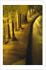 Trees Along the Seine River at Night by Anonymous