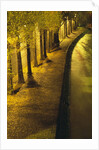 Trees Along the Seine River at Night by Anonymous