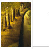Trees Along the Seine River at Night by Anonymous