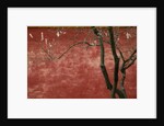 Flowering Pear Tree by Anonymous