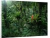 Bromeliads in a Puerto Rican Rainforest by Anonymous