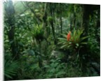 Bromeliads in a Puerto Rican Rainforest by Anonymous