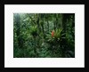 Bromeliads in a Puerto Rican Rainforest by Anonymous