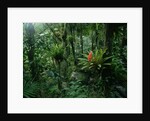 Bromeliads in a Puerto Rican Rainforest by Anonymous