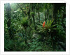 Bromeliads in a Puerto Rican Rainforest by Anonymous