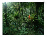 Bromeliads in a Puerto Rican Rainforest by Anonymous