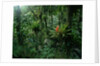 Bromeliads in a Puerto Rican Rainforest by Anonymous
