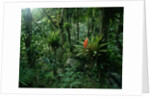 Bromeliads in a Puerto Rican Rainforest by Anonymous