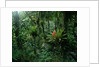 Bromeliads in a Puerto Rican Rainforest by Anonymous