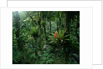 Bromeliads in a Puerto Rican Rainforest by Anonymous