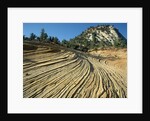 Layers of Navajo Sandstone in Zion National Park by Anonymous