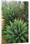 Agave Plant by Anonymous