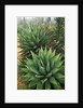 Agave Plant by Anonymous