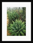 Agave Plant by Anonymous