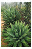 Agave Plant by Anonymous