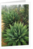 Agave Plant by Anonymous
