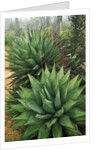 Agave Plant by Anonymous