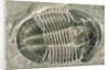Trilobite Fossil by Anonymous